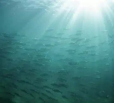 La magie de Water Light : quand l'eau rencontre la lumière