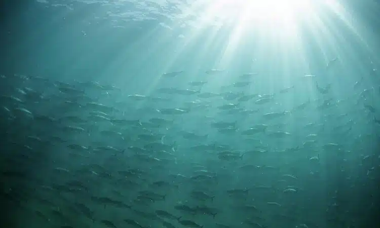 La magie de Water Light : quand l'eau rencontre la lumière