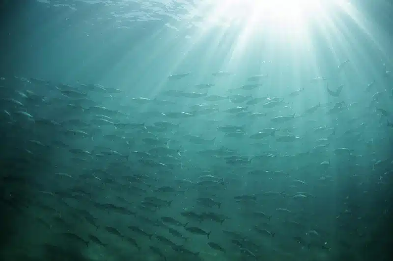 La magie de Water Light : quand l'eau rencontre la lumière