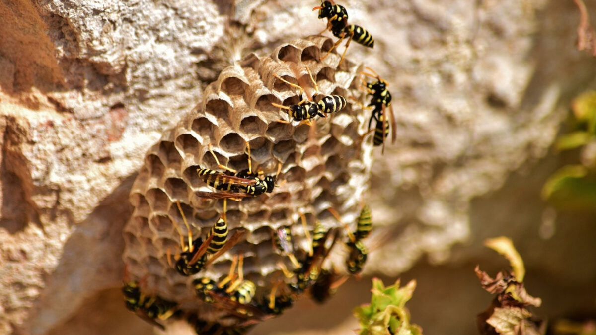 Les dangers des guêpes et frelons : pourquoi ne pas ignorer un nid ?