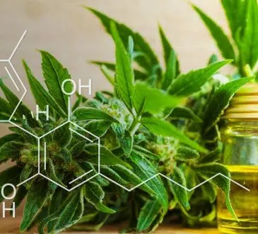 choisir le cannabidiol