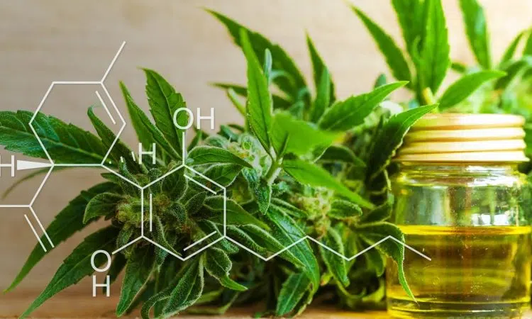 choisir le cannabidiol