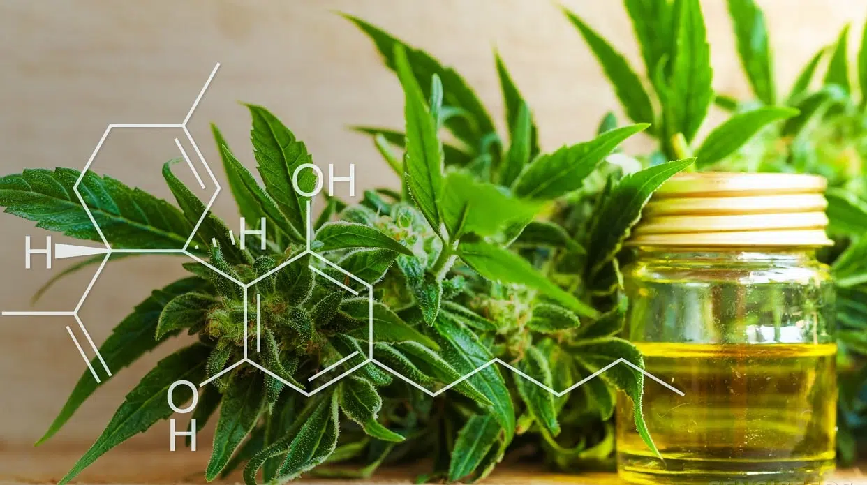choisir le cannabidiol